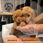 توله سگ توی پودل سایز مینی 2 ماهه ماده (2)