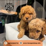 توله سگ توی پودل سایز مینی 2 ماهه ماده (3)