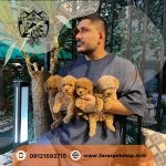 توله سگ توی پودل سایز مینی 2 ماهه نر (3)