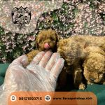 توله سگ توی پودل وارداتی ماده دارک رد 2.5 ماهه (1)