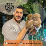 توله سگ توی پودل وارداتی ماده دارک رد 2.5 ماهه (2)