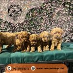 توله سگ توی پودل وارداتی نر دارک رد 2.5 ماهه (1)