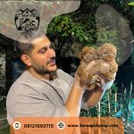 توله سگ توی پودل وارداتی نر دارک رد 2.5 ماهه (2)
