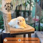 توله سگ چاوچاو دو ماهه وایت ماده (2)
