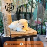 توله سگ چاوچاو دو ماهه وایت ماده (3)