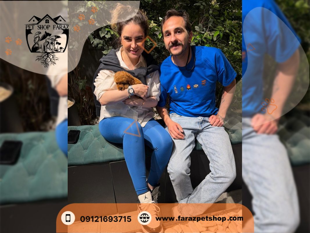 خوشحالی زوج عزیزمان از کرج بابت خرید توله پودل مینیاتوری رد از فراز پت