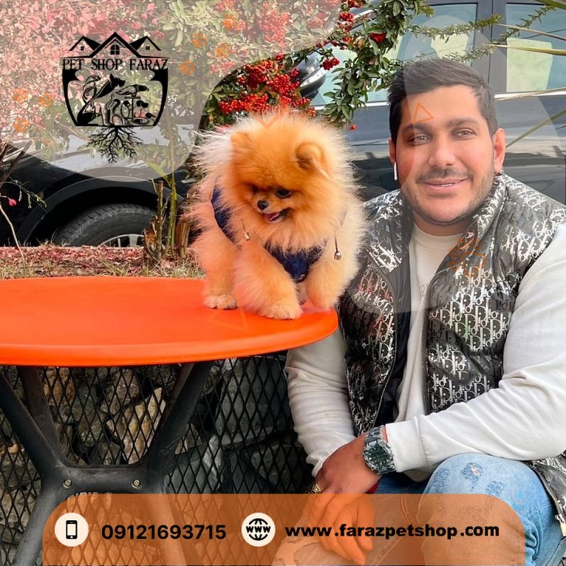 توله سگ پامرانین پرتقالی بوفیس 3 ماهه