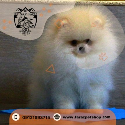 توله سگ پامرانین کرم روشن بوفیس 2 ماهه ماده 1