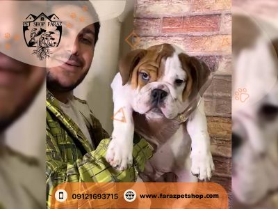 سفارش انگلیش بولداگ وارداتی برای مشتری محترم از اهواز