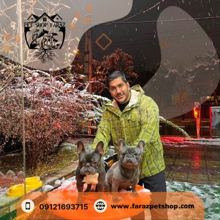 فرنچ بولداگ‌ رنگ‌ بلو و دارک بریندل وارداتی 1