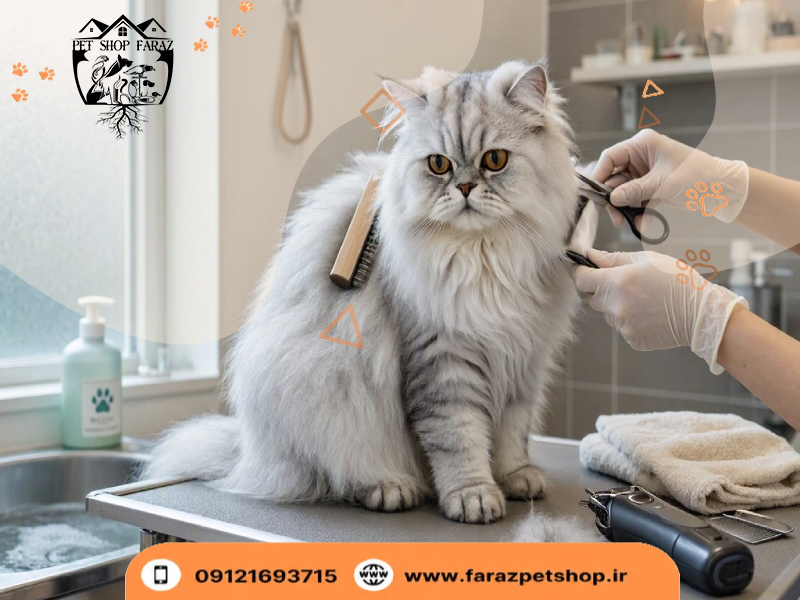 آرایش و شستشوی گربه (اصلاح موی گربه)