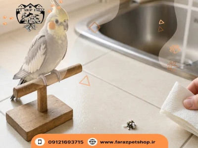 آیا پر عروس هلندی نماز را باطل میکند؟
