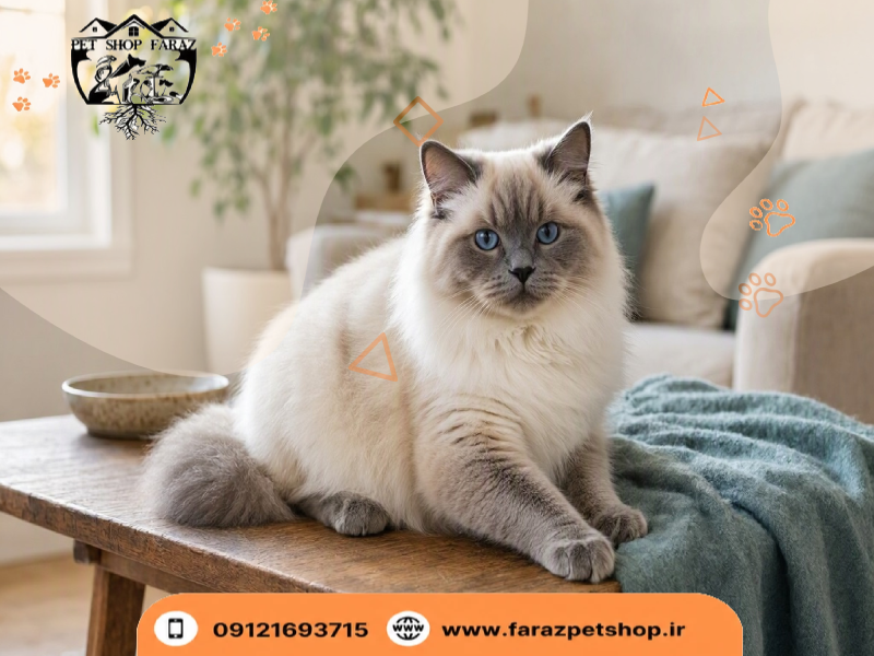 بهترین نژاد گربه برای نگهداری
