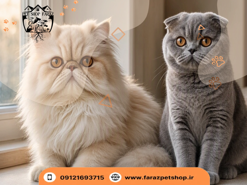 تفاوت گربه پرشین و اسکاتیش