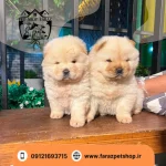 توله سگ چاو چاو کرم و پشمی (عروسکی و اصیل) – نر و ماده (کد CH-101) - تصویر 2