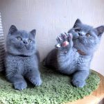 گربه بریتیش رنگ بلو ۲ ماهه نر و ماده