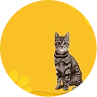 فروش گربه